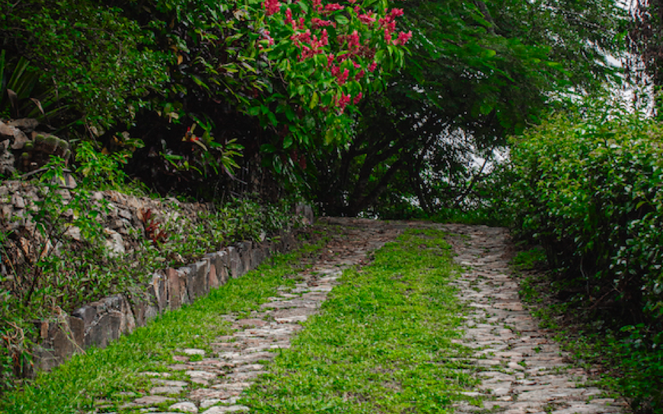 Sendero empedrado rodeado de arbustos verdes y flores coloridas en un jardín natural