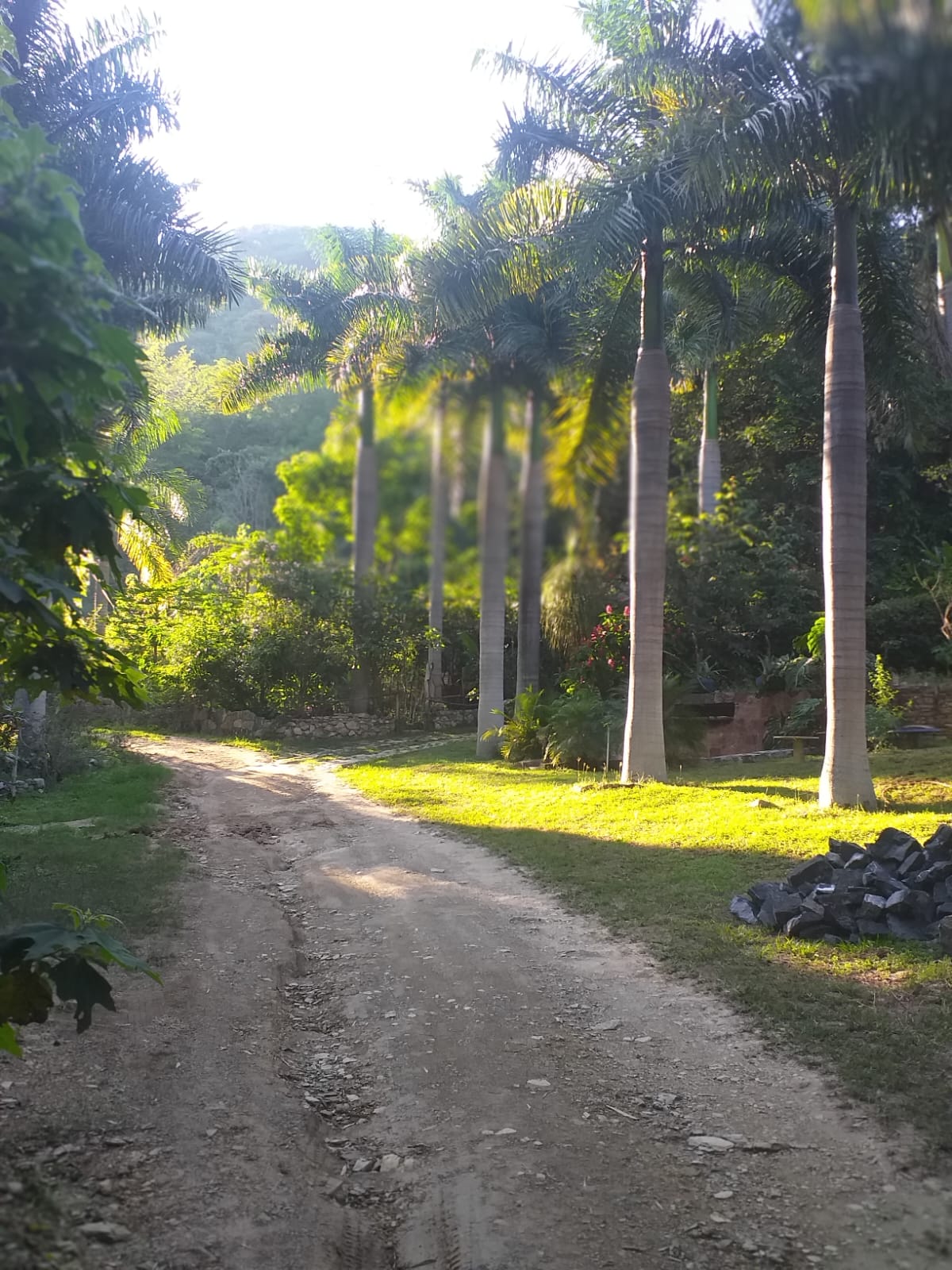 Camino bordeado por palmeras en el acceso a la Cabaña Las Águilas.