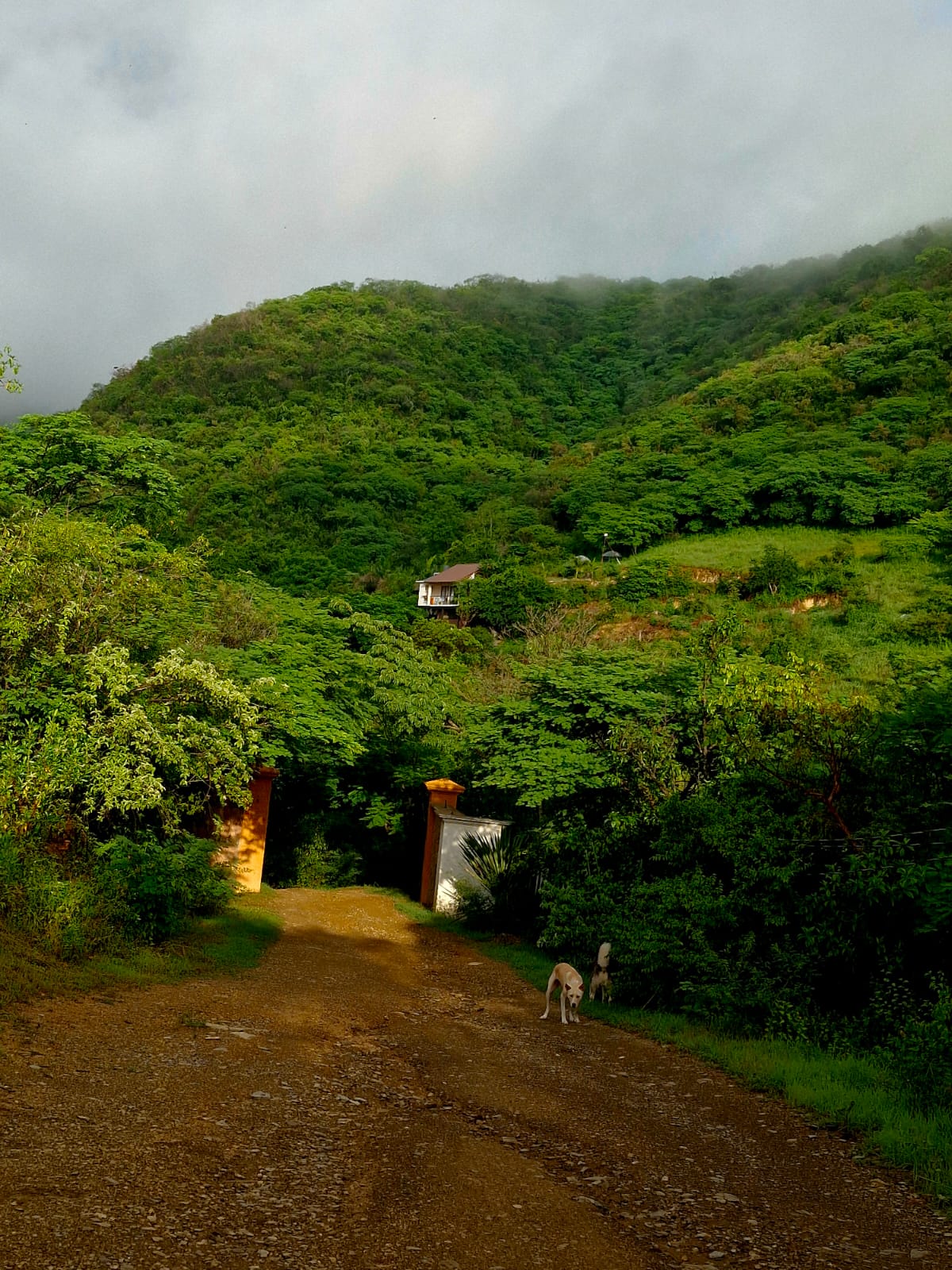 Camino de acceso rodeado de vegetación con la Cabaña Las Águilas al fondo.