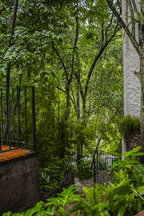 Escalinata rodeada de vegetación